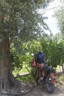 Mendel vineyard, Mendoza, Argentina